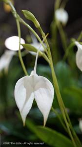 Masdevallia coccinea