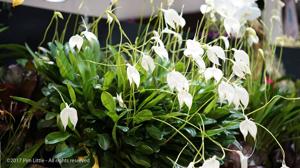 Masdevallia coccinea