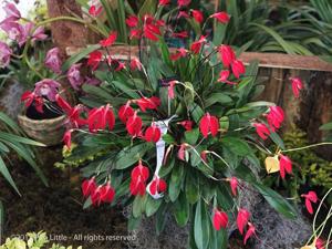 Masdevallia coccinea