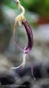 Masdevallia don-quijote