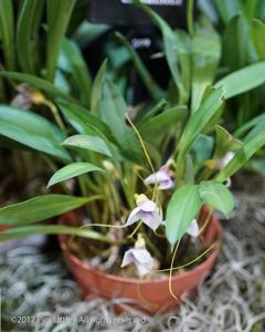 Masdevallia exquisita