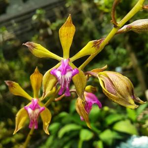 Encyclia plicata