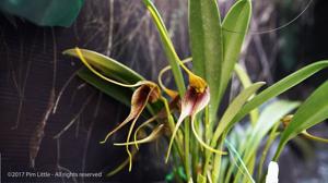 Masdevallia misasii