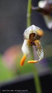 Masdevallia pachyura