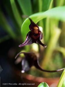 Masdevallia picea