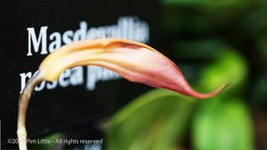 Masdevallia rosea