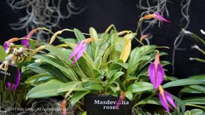 Masdevallia rosea