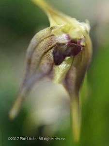 Masdevallia sernae