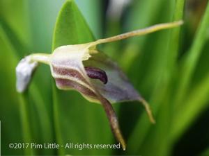 Masdevallia sernae