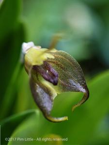 Masdevallia sernae