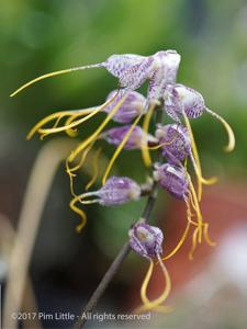 Masdevallia superbiens