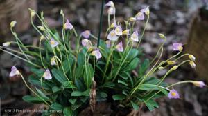 Masdevallia uniflora