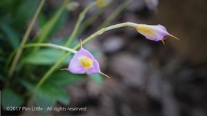 Masdevallia uniflora