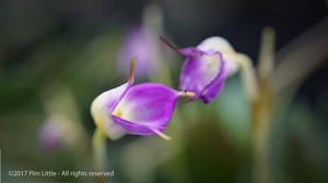 Masdevallia uniflora