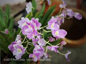 Miltoniopsis vexillaria