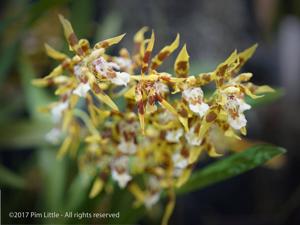 Oncidium armatum