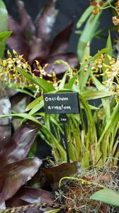 Oncidium armatum