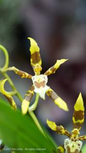 Oncidium armatum