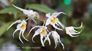 Oncidium cirrhosum