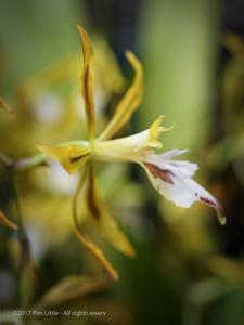 Oncidium dracoceps