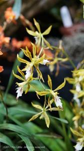 Oncidium dracoceps