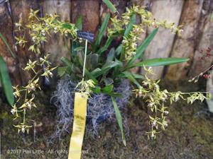 Oncidium kegeljanii