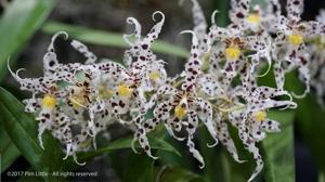 Oncidium naevium