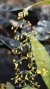 Oncidium ornithorhynchum