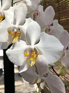 Phalaenopsis amabilis subsp. amabilis