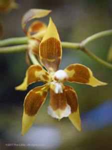 Oncidium portmannii