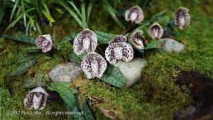 Paphiopedilum bellatulum