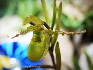 Phragmipedium boissierianum