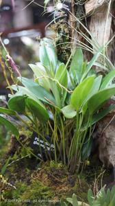 Pleurothallis glossopogon