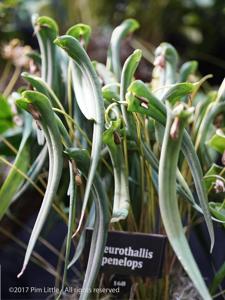 Pleurothallis penelops