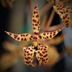 Renanthera monachica