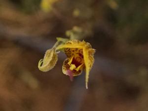 Scaphosepalum beluosum