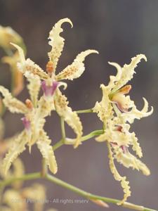 Cyrtochilum ramosissimum