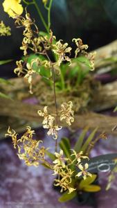 Cyrtochilum ramosissimum