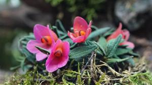 Dendrobium cuthbertsonii