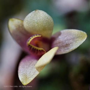 Dendrobium cuthbertsonii