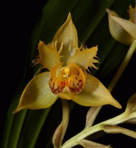 Sievekingia fimbriata