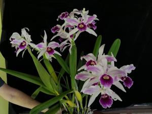 Cattleya purpurata