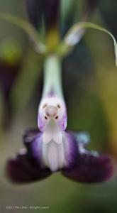 Epidendrum melanoporphyreum