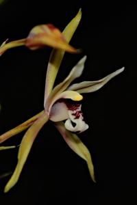 Cymbidium lancifolium