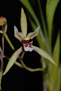 Cymbidium lancifolium