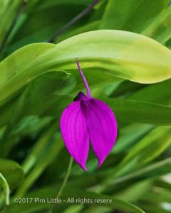 Masdevallia coccinea