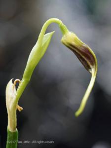 Masdevallia deceptrix