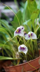 Masdevallia exquisita