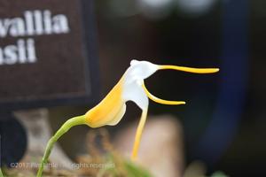 Masdevallia fuchsii