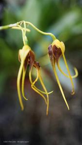 Masdevallia mezae